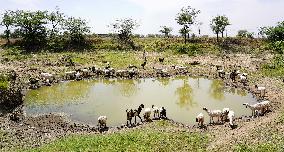 The Flock Of Sheep - India