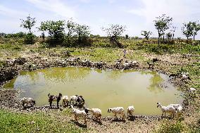 The Flock Of Sheep - India
