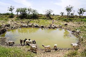 The Flock Of Sheep - India