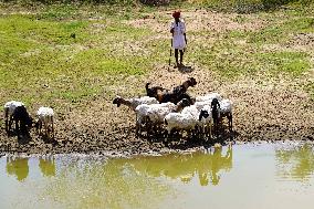 The Flock Of Sheep - India