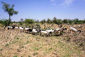 The Flock Of Sheep - India