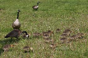 Canada Geese And Goslings