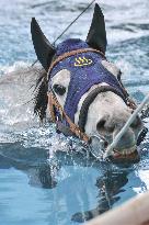 Injured racehorse in rehab swim