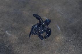 Sea Turtle Hatchlings Released On Kuta Beach, Bali