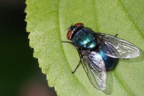 Common Bottle Fly