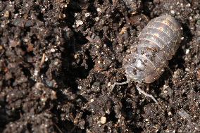 Woodlouse