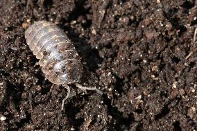 Woodlouse