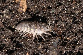 Woodlouse