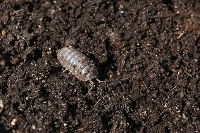 Woodlouse