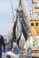 Season's 1st bluefin tuna haul in Tottori