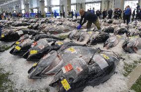 Season's 1st bluefin tuna haul in Tottori