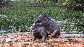 Xinhua Headlines: Two years after epic trek, China's "wandering elephants" embrace new life home