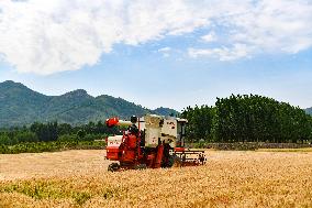 Farmers Harvest Wheat in Zouping,