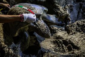 Olive Ridley Sea Turtle Nesting Site At Kuta Beach, Bali