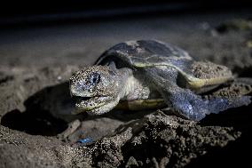 Olive Ridley Sea Turtle Nesting Site At Kuta Beach, Bali