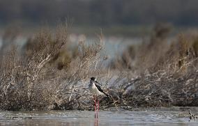 Cyprus Bird Migration