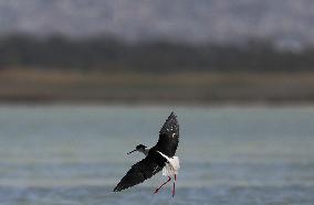 Cyprus Bird Migration