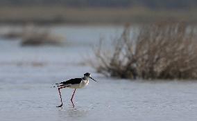 Cyprus Bird Migration