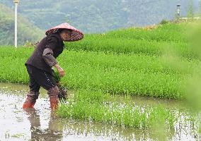 CHINA-FUJIAN-YOUXI-TERRACED FIELDS (CN)