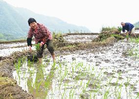 CHINA-FUJIAN-YOUXI-TERRACED FIELDS (CN)