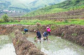 CHINA-FUJIAN-YOUXI-TERRACED FIELDS (CN)