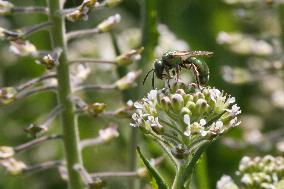 Pure Green Sweat Bee