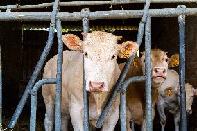 Court Of Auditors Demands That France Reduce Its Cow Farms