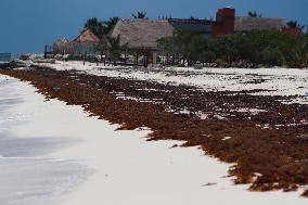 Caribbean Beaches Contaminated by Sargassum - Cancun