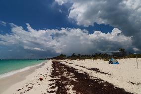 Caribbean Beaches Contaminated by Sargassum - Cancun