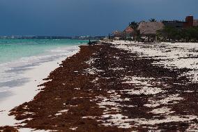 Caribbean Beaches Contaminated by Sargassum - Cancun