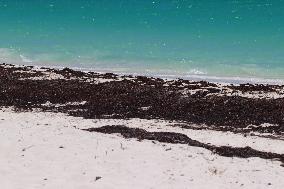 Caribbean Beaches Contaminated by Sargassum - Cancun