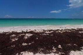 Caribbean Beaches Contaminated by Sargassum - Cancun