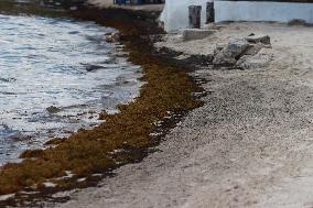 Caribbean Beaches Contaminated by Sargassum - Cancun