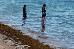 Caribbean Beaches Contaminated by Sargassum - Cancun