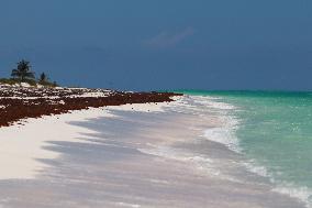 Caribbean Beaches Contaminated by Sargassum - Cancun