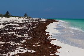 Caribbean Beaches Contaminated by Sargassum - Cancun