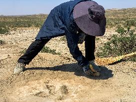 CHINA-INNER MONGOLIA-FOSSILIZED DINOSAUR FOOTPRINTS-DISCOVERY (CN)