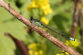 Damselfly