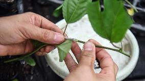 CHINA-GUANGXI-QINZHOU-FARMING TECHNOLOGY-PASSION FRUIT (CN)