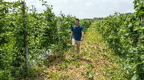 CHINA-GUANGXI-QINZHOU-FARMING TECHNOLOGY-PASSION FRUIT (CN)