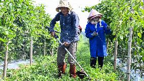 CHINA-GUANGXI-QINZHOU-FARMING TECHNOLOGY-PASSION FRUIT (CN)