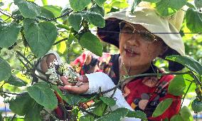 CHINA-GUANGXI-QINZHOU-FARMING TECHNOLOGY-PASSION FRUIT (CN)