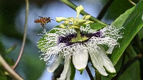 CHINA-GUANGXI-QINZHOU-FARMING TECHNOLOGY-PASSION FRUIT (CN)