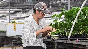 CHINA-GUANGXI-QINZHOU-FARMING TECHNOLOGY-PASSION FRUIT (CN)