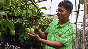 CHINA-GUANGXI-QINZHOU-FARMING TECHNOLOGY-PASSION FRUIT (CN)