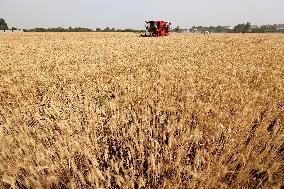 China Agriculture Harvest