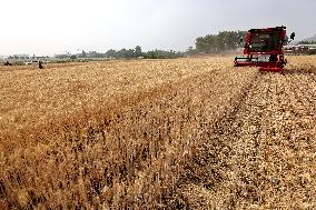 China Agriculture Harvest