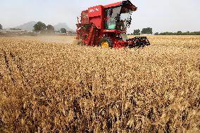 China Agriculture Harvest