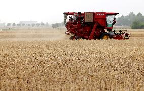 China Agriculture Harvest