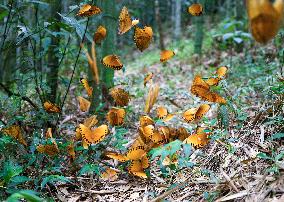 CHINA-YUNNAN-BUTTERFLY-BOOM (CN)